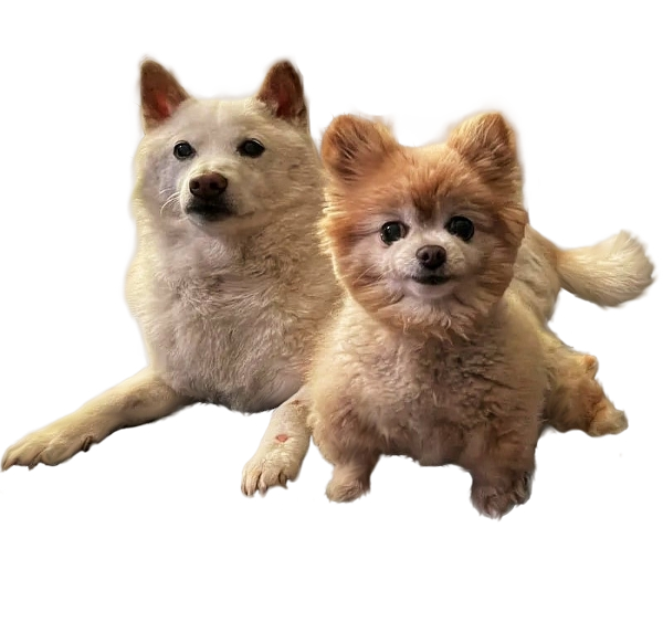 Picture of the author